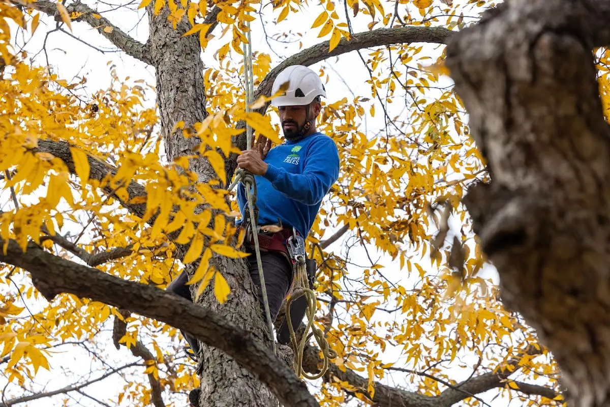 Skilled Storm Damage Cleanup crew working in Center Point